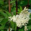 Meadowsweet