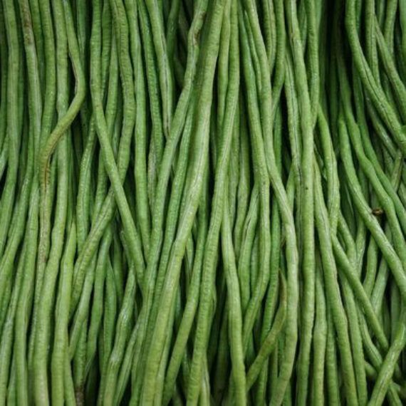 Red Noodle Yard Long Beans - 5 Seeds | Seeds and Plants
