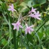 Wild Garlic