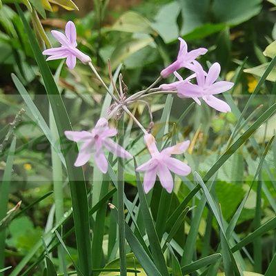 Wild Garlic