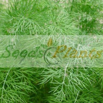 Alternative view of Dill Seed - 100 Seeds