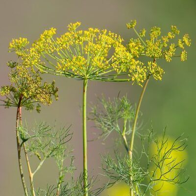 dill