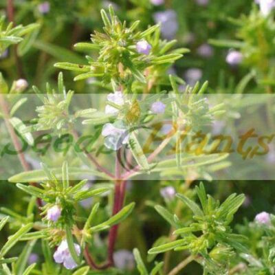 Summer Savory