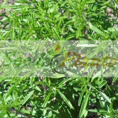 Alternative view of Summer Savory - 100 Seeds