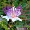 Caper Bush