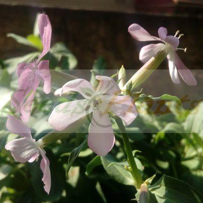 Saponaria officinalis Soapwort Bouncing Bet Appx 300 Seeds 