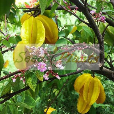 Alternative view of Star Fruit Tree - 2 Seeds