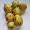 Pepino Melon