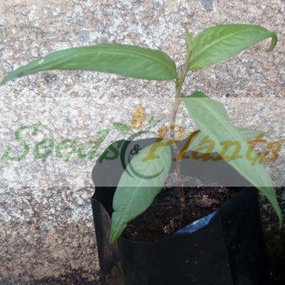 Vietnamese Coriander Plant