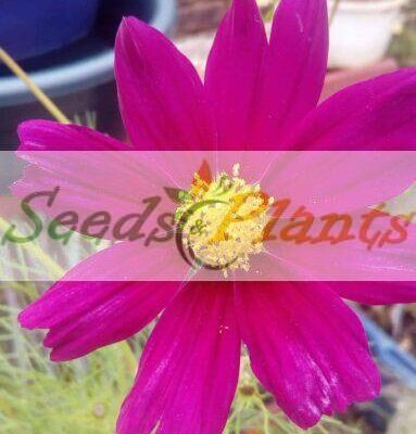 Alternative view of Cosmos Maroon - 20 Seeds