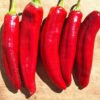Paprika Pepper