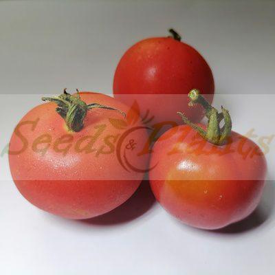 Trumfera Balaguer Tomato