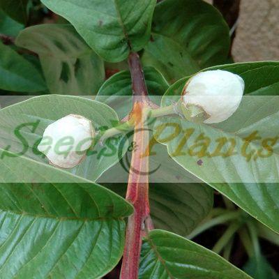 guava tree seeds