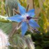 Blue Borage