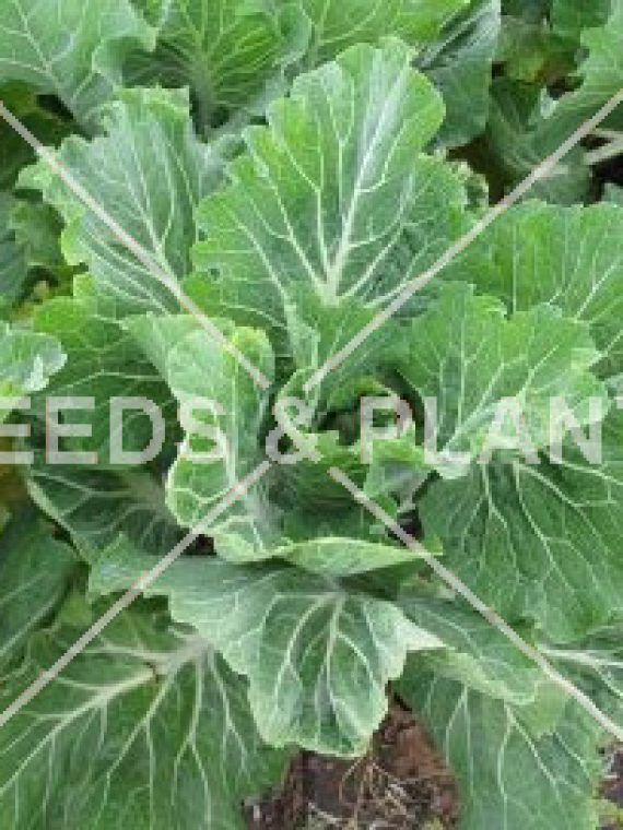 Cabbage For Sale Online Seeds and Plants