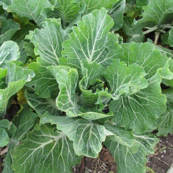 Cabbage Seeds For Sale Cabbage Varieties Seeds and Plants
