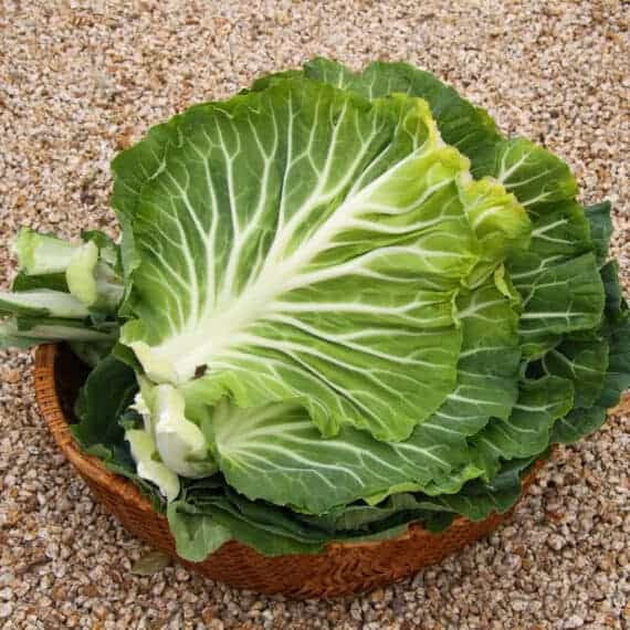 Cabbage Seeds For Sale Cabbage Varieties Seeds and Plants