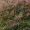 Bronze Fennel