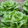 Butterhead Attraction Lettuce