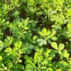 Fenugreek