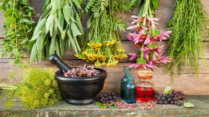 Herbal Medicine Chest - Seeds and Plants