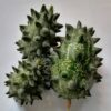 Kiwano Melon