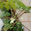 Moringa Tree