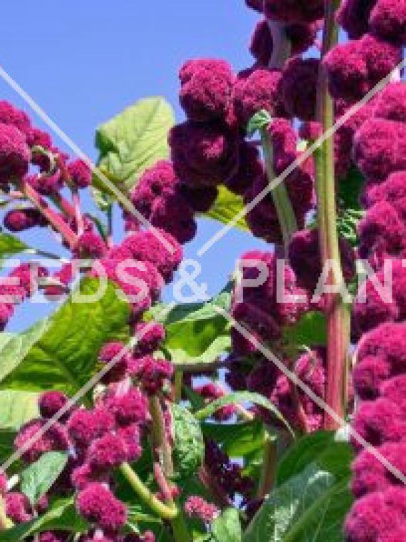 Green Amaranth (Marog) Seeds for sale South Africa Seeds and Plants
