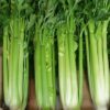 Celery Tall Utah