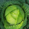 Copenhagen Market Cabbage