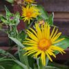 Elecampane