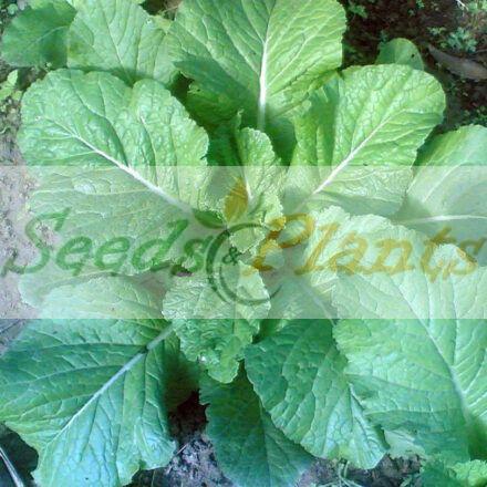 Details about   200+Florida Broadleaf Mustard Green seeds Shealihong Brassica Juncea Vegetable