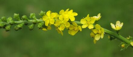 Growing Agrimony