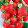 Garden Strawberry