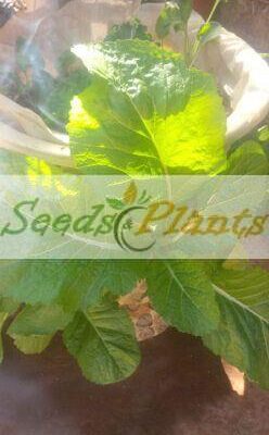 Florida Broadleaf Mustard