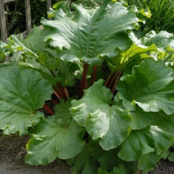 Rhubarb Seeds For Sale South Africa Online Seeds and Plants Rhubarb Seeds For Sale South Africa Online Seeds and Plants