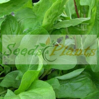 Sorrel De Belleville