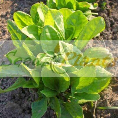 Alternative view of Sorrel De Belleville - 100 Seeds