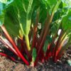 Victoria Rhubarb