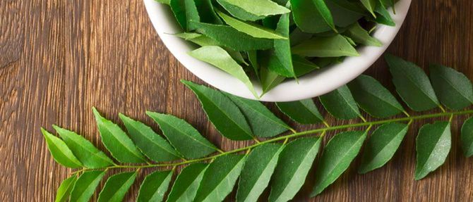 Curry leaf tree medicinal uses