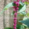 Dreadlocks Amaranth