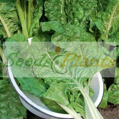 Alternative view of Fordhook Giant - 100 Seeds