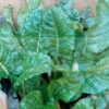 Fordhook Giant Swiss Chard