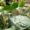 Golden Virginia tobacco
