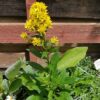Goldenrod