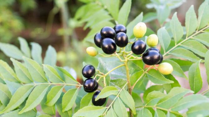 growing curry leaf tree