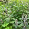 Korean Mint