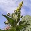 Mullein