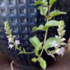 Speedwell