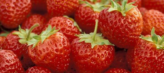 types of strawberries